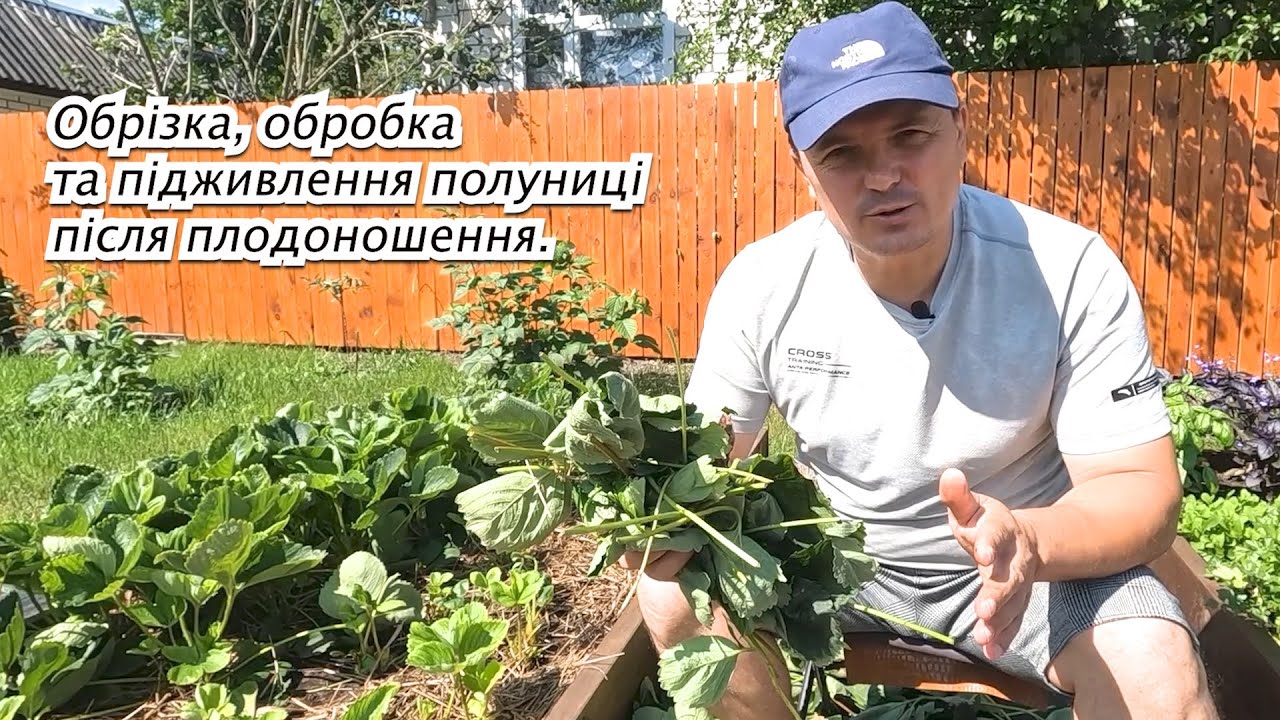 Все, що треба зробити з полуницею після плодоношення.