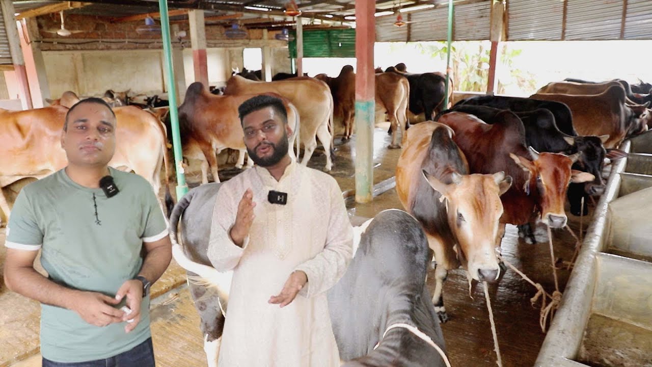Arian Dairy Farm In Moulvibazar, Bangladesh - গরুর দাম