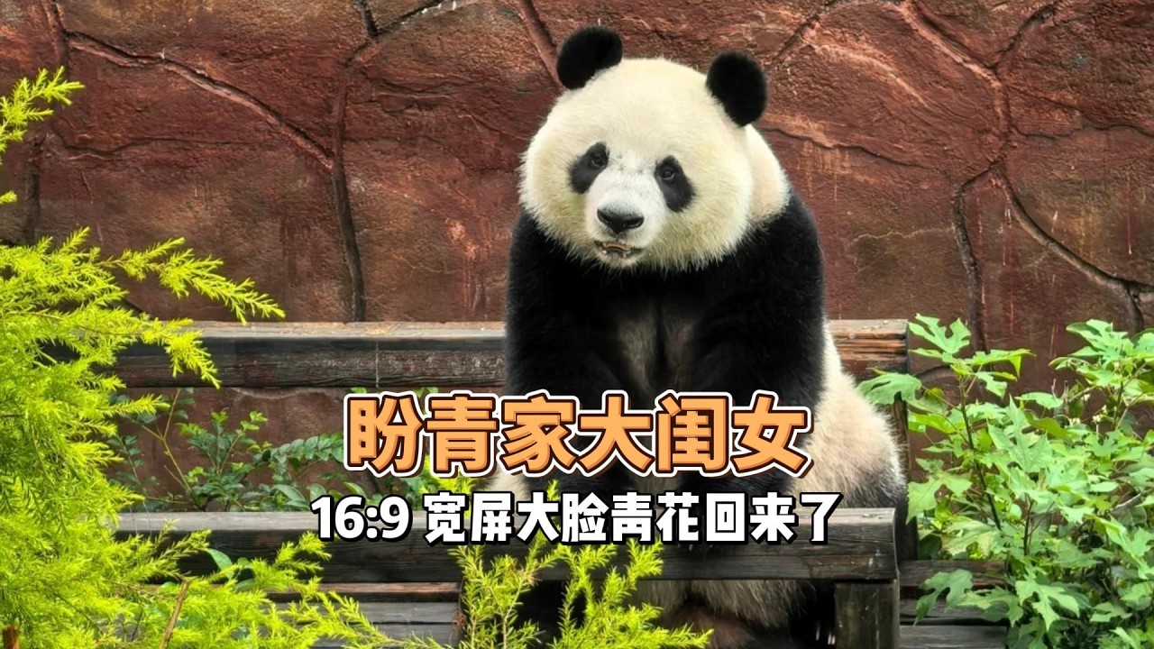 盼青家16:9宽屏大脸大闺女青花强势复出！治愈无数人的小熊终于回来了#大熊猫青花 #大熊猫青露 #大熊猫盼青
