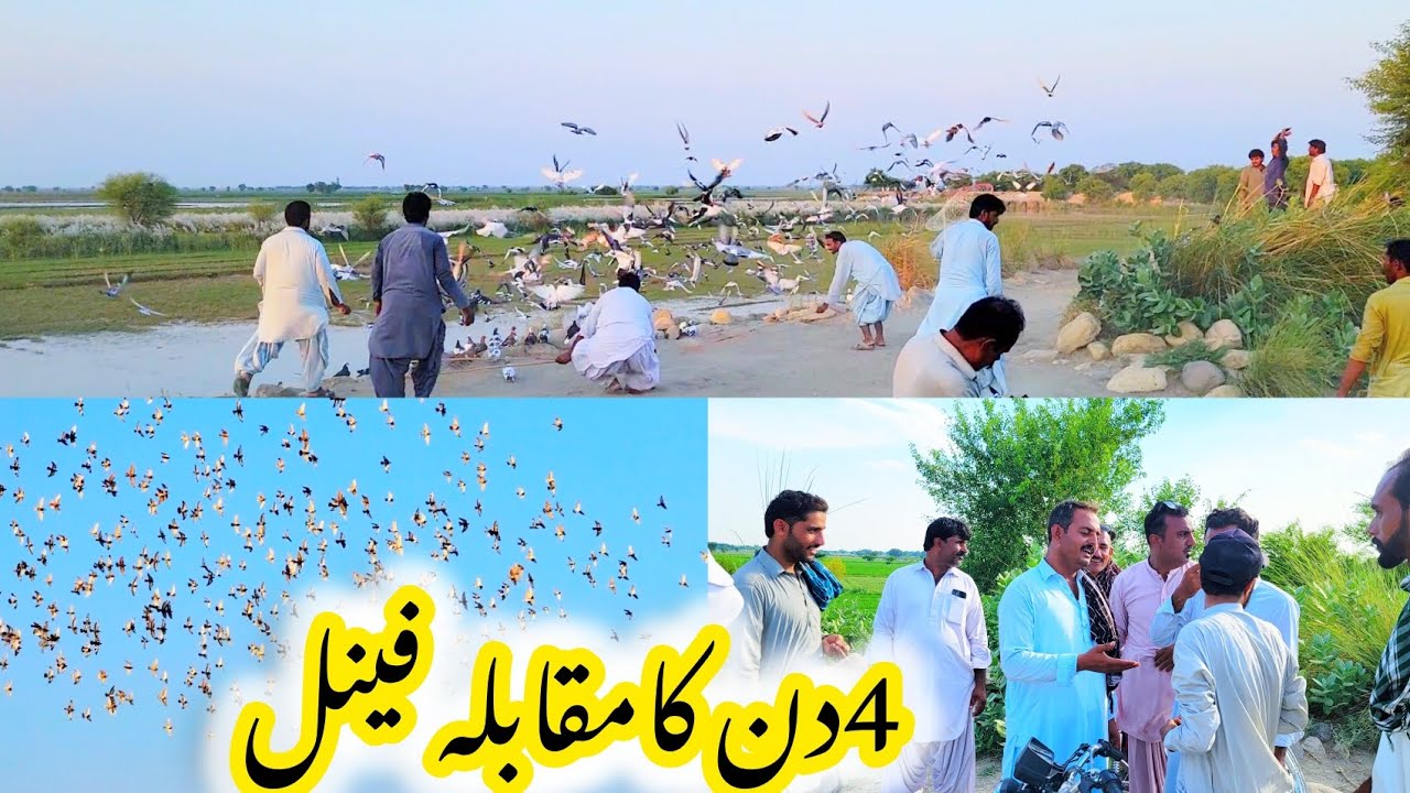 It has been four days of the competition, and in these hot days, pigeon flying has turned into a ver