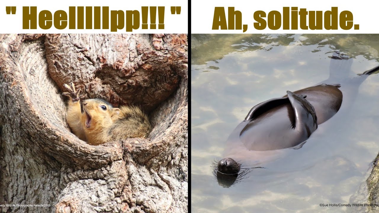 Funny Animals Of Comedy Wildlife Photography Awards(Part 1)