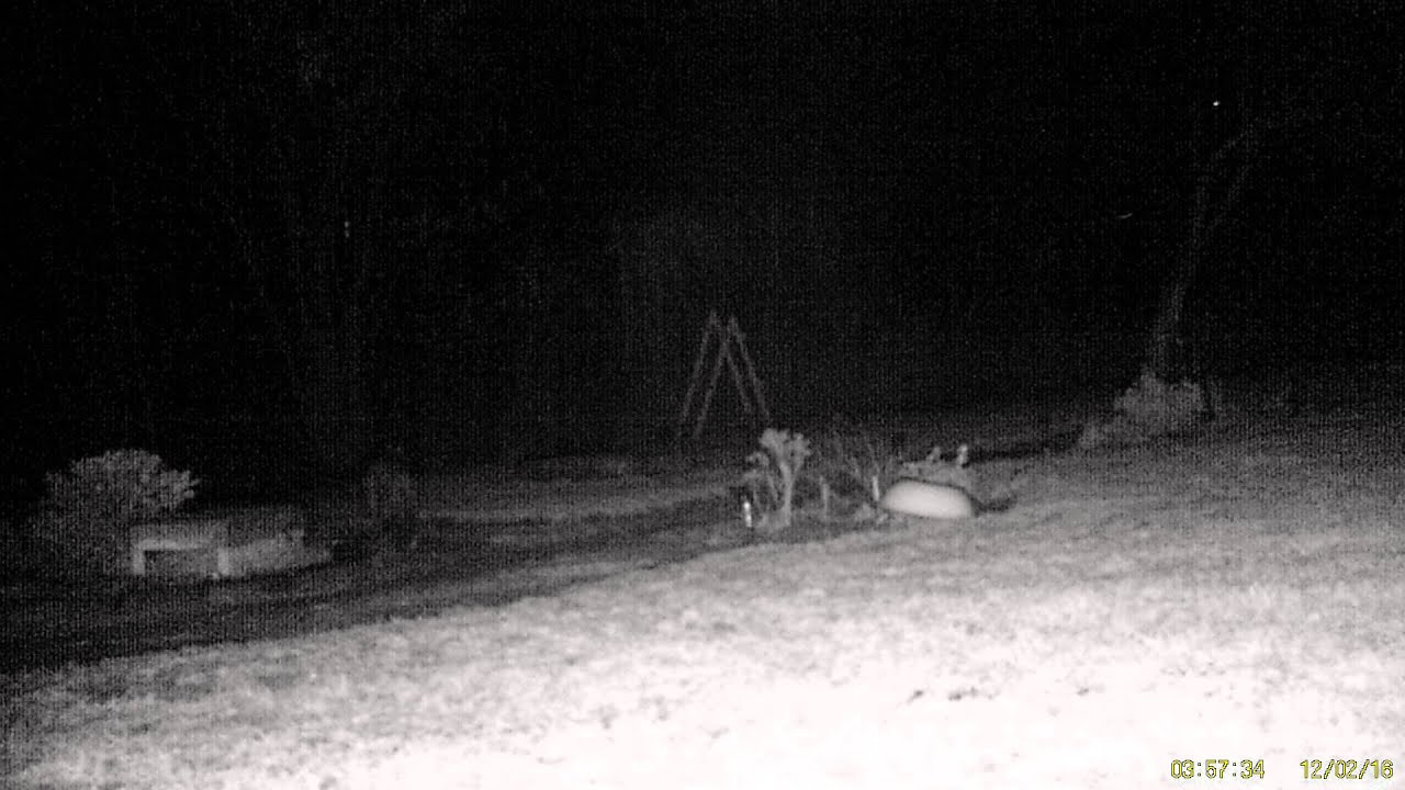 Podgląd z kamery fotopułapki LDN-3452 12MPx 1080p FullHD nagranie w nocy