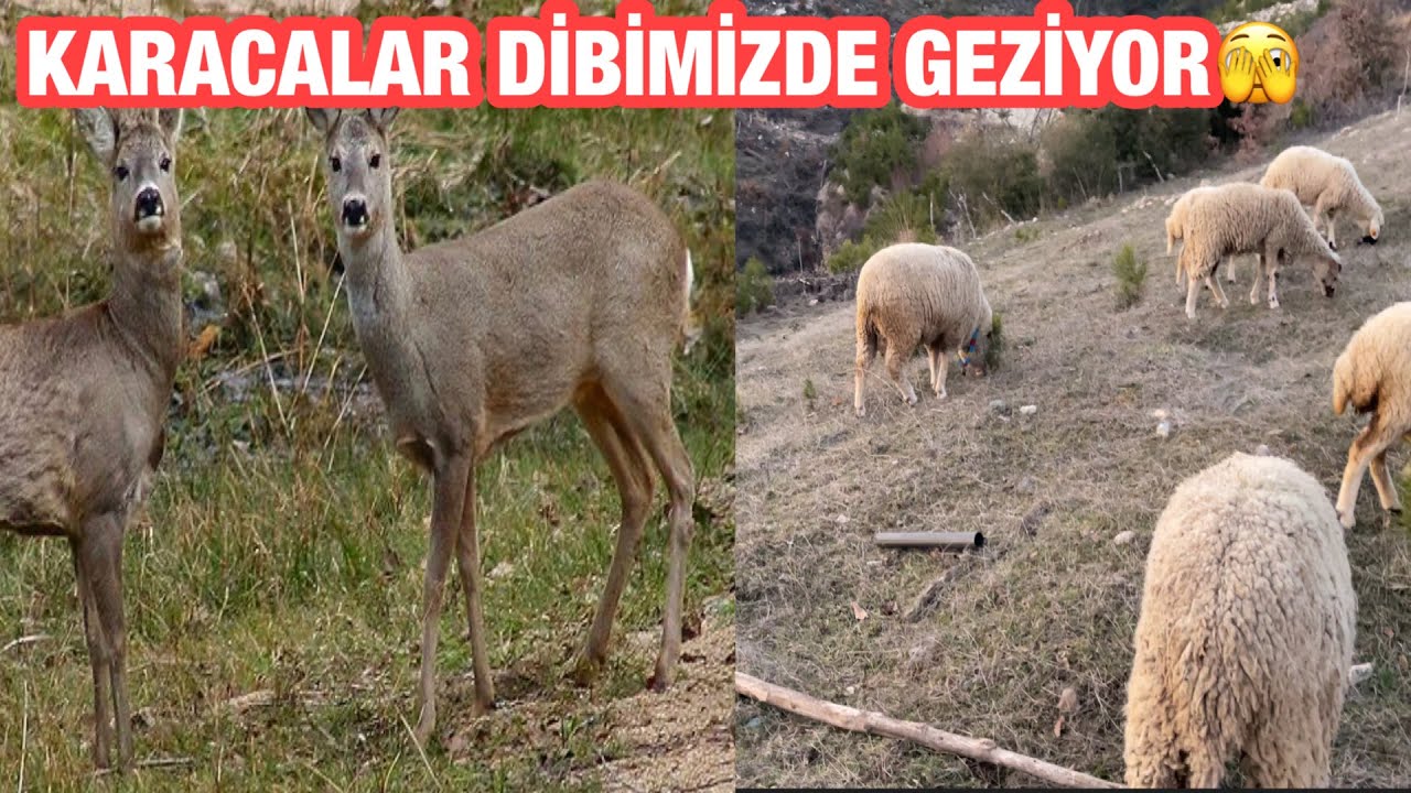 KARACALAR GELDİ KÖPEKLER DOST MU DÜŞMANMI AYIRT ETMEDİ