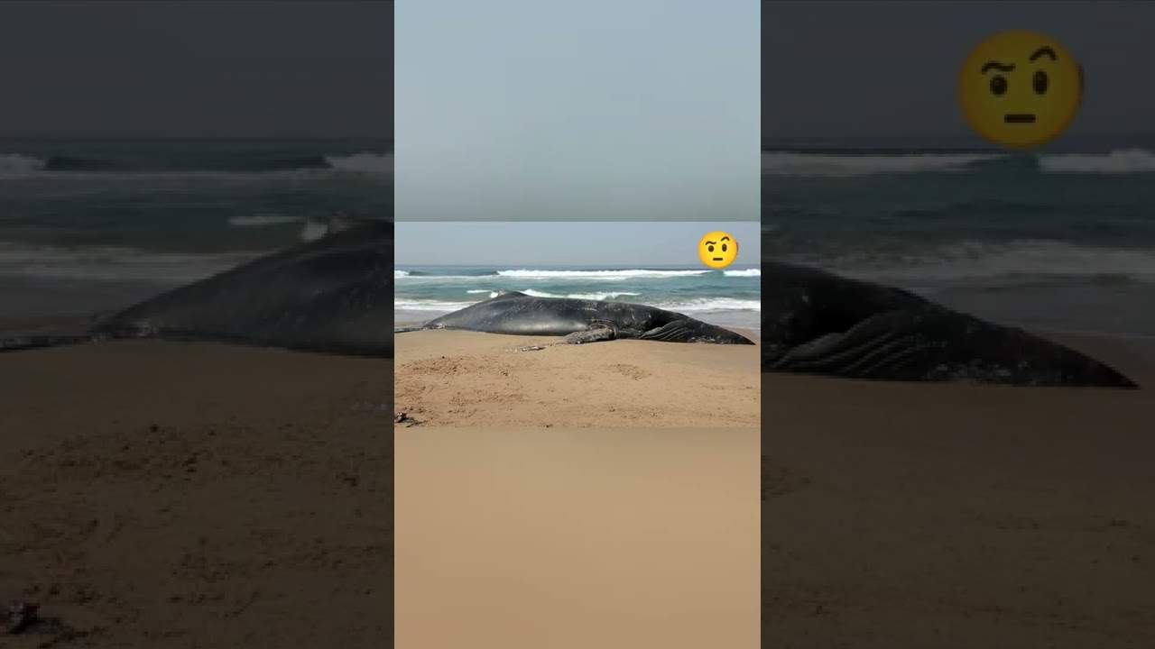 Exploding humpback whale on beach 🐳😱