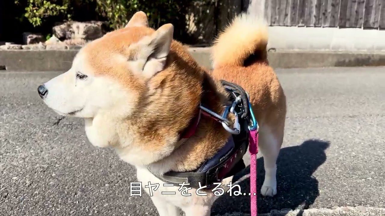 久しぶりのお散歩コースに菜の花が咲いていたワン‼️