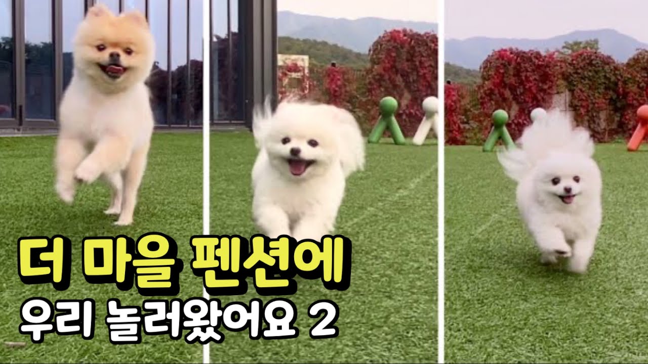 더 마을 펜션에 놀러왔어요 2 | 포메라니안 | 유기견입양 | 포인핸드