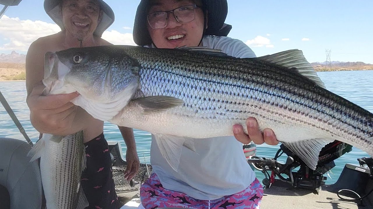 Lake Mohave Striper Fishing...Labor Day Weekend 2025