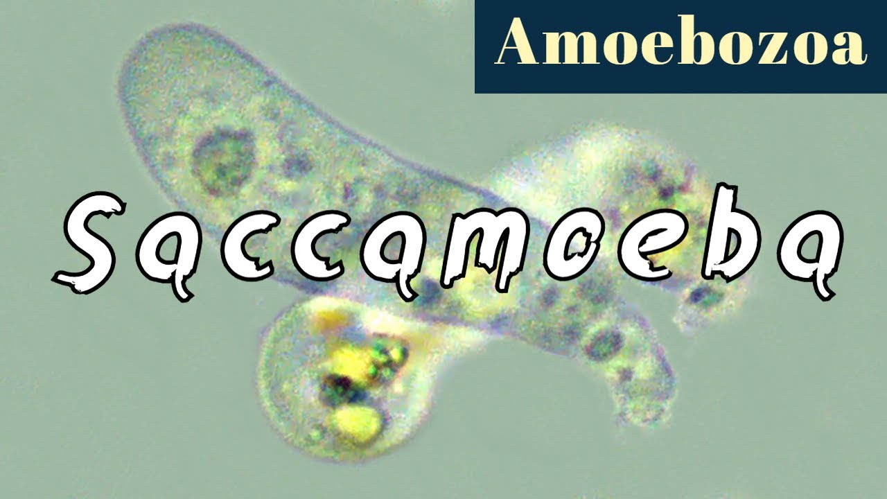 Saccamoeba (Amoebozoa)
