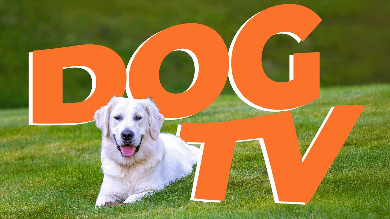 Dog TV Virtual Walk 🐕 Relaxing Nature Video with Calming Music for Dogs 6 Hours