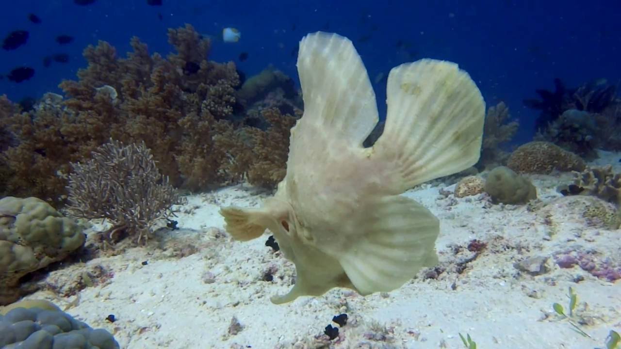 Giant Frogfish Swimming  - Crazy jet propulsion system