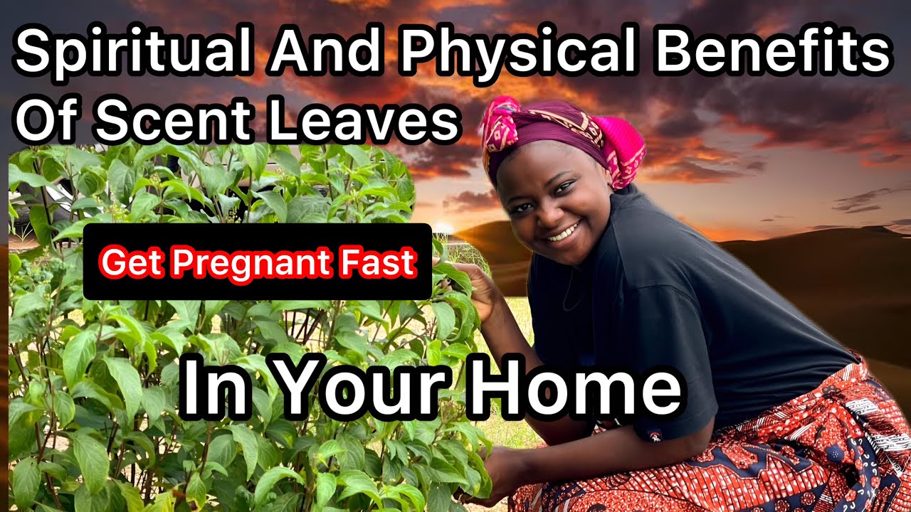 Spiritual and physical benefits Of Basil 🌿 Leaves In Your Home.