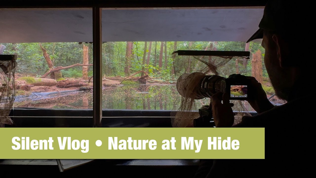 Silent Vlog: A Peaceful Morning in My Wildlife Hide #wildlifephotography