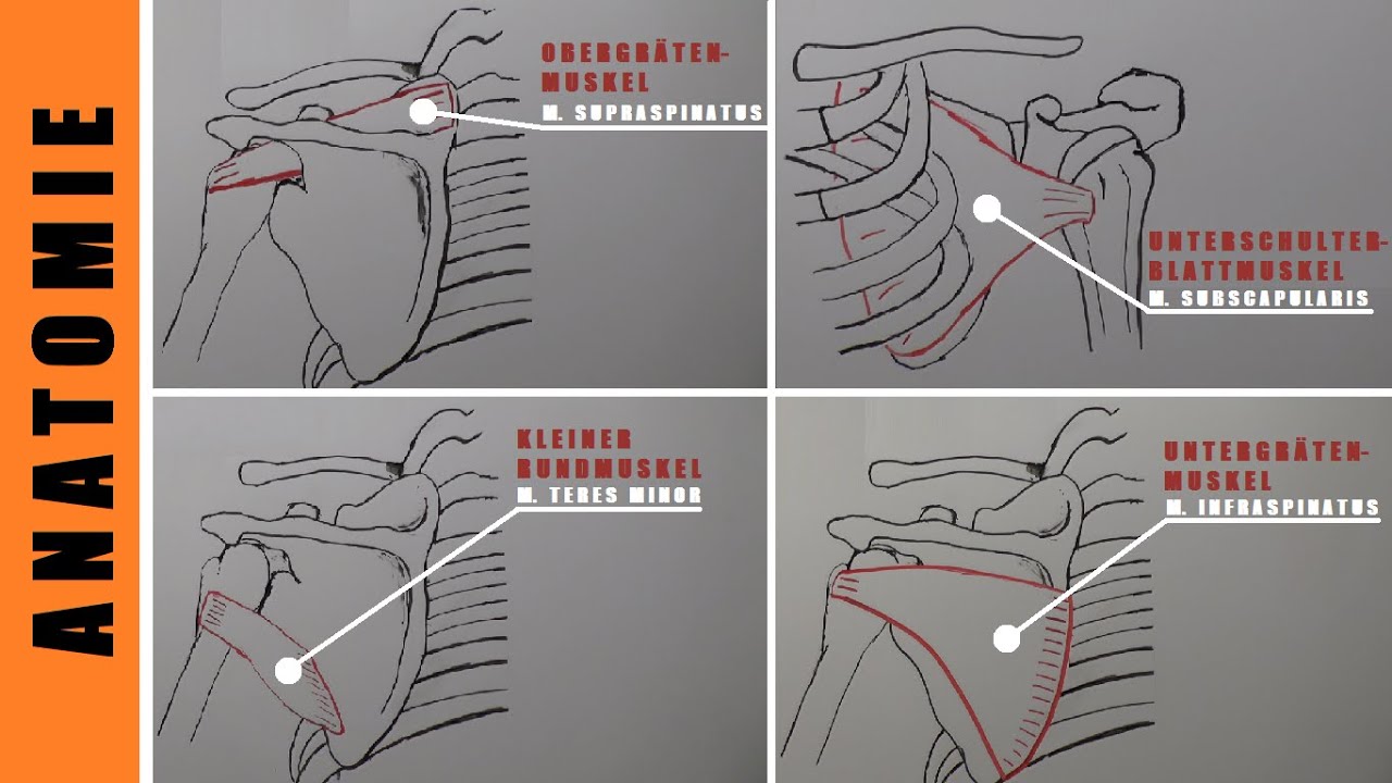 Aufwärmen Bankdrücken - Anatomie Rotatorenmanschette - Vorteile Aufwärmen