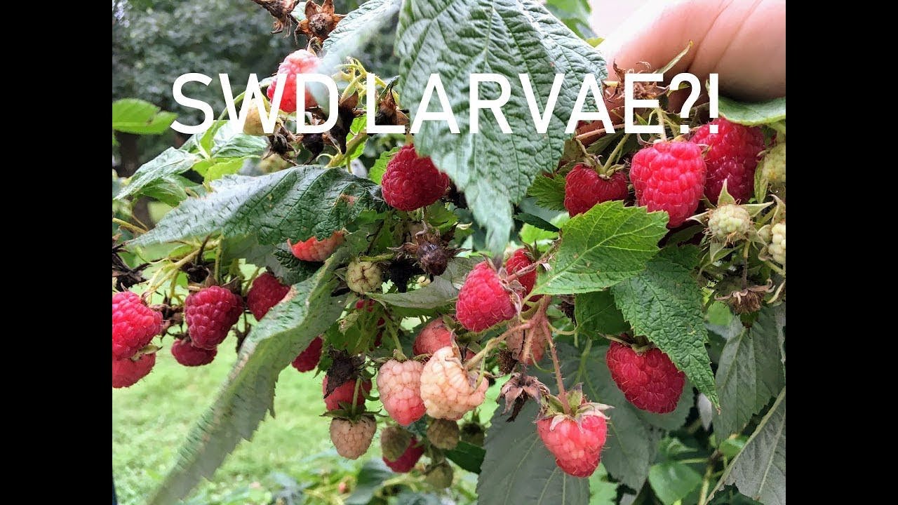 LARVAE IN MY RASPBERRIES?!