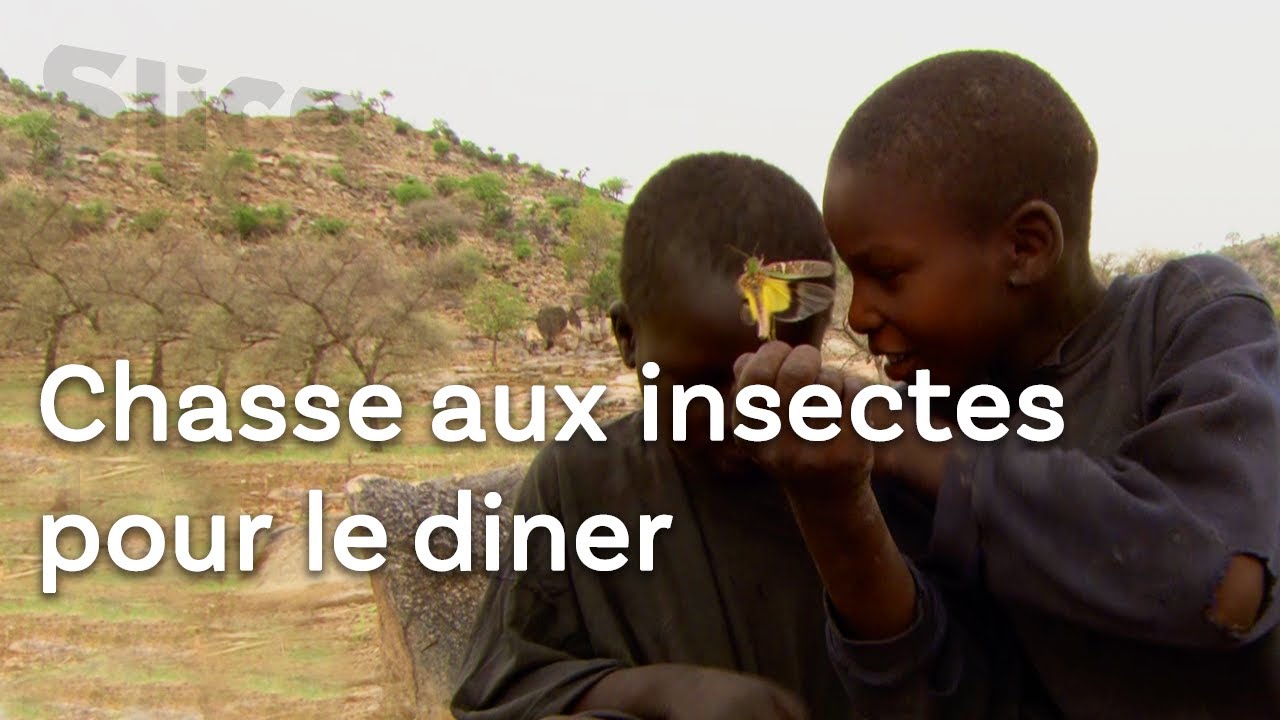 Capturer les termites ailés et les sauterelles au Cameroun | SLICE
