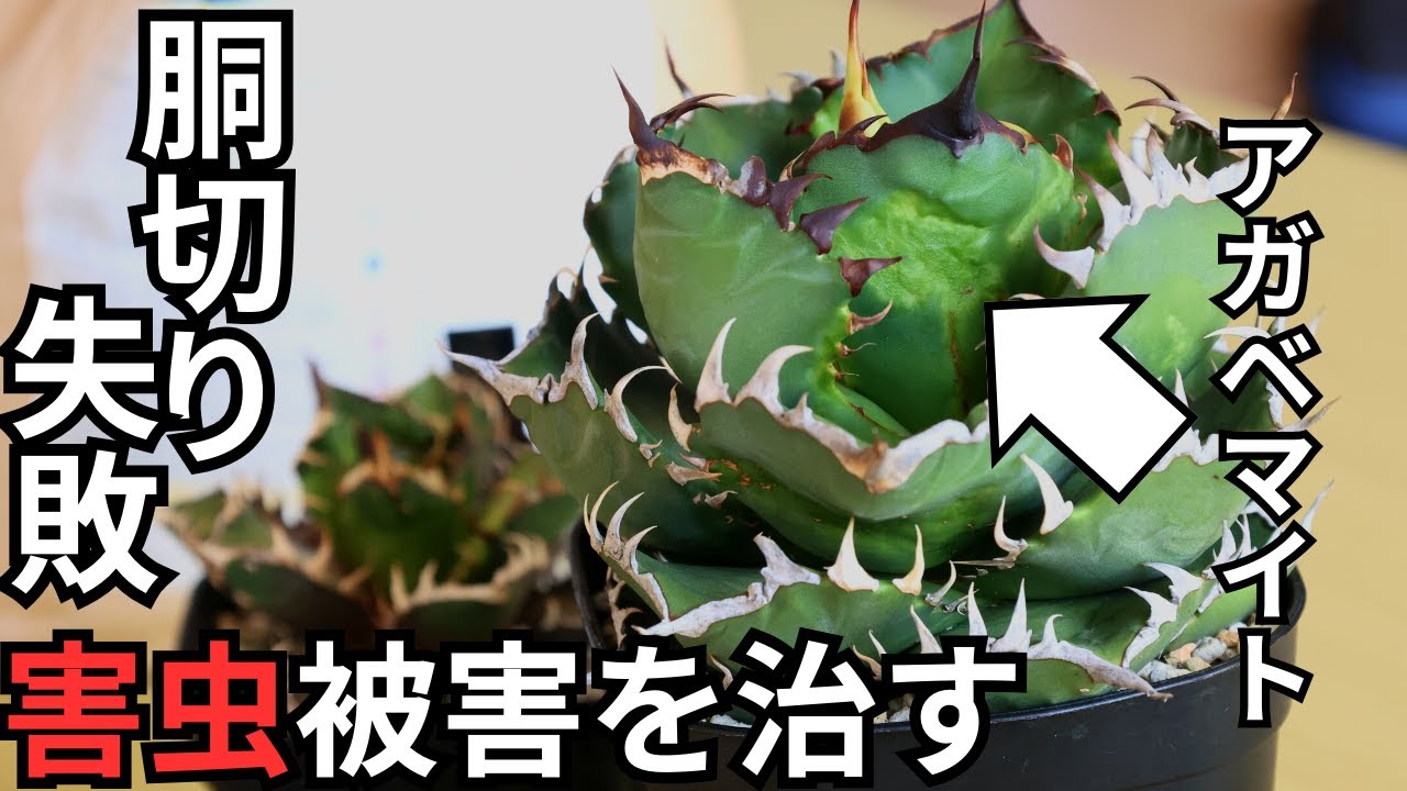胴切り大失敗！？害虫被害からアガベを救え！