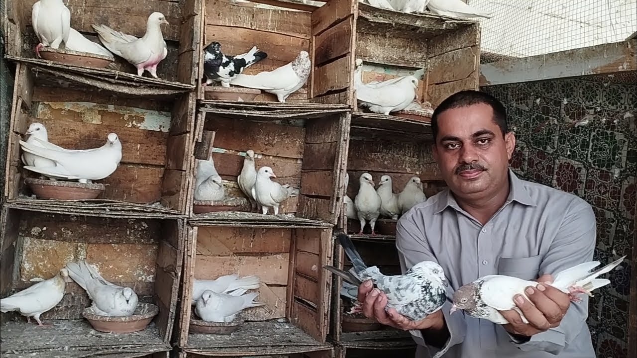 Chatri Wale Low Flyers Guranted Resulted Pigeons Setup Visit Shuba Sey Sham Tak Urtey hai 😯😍😎