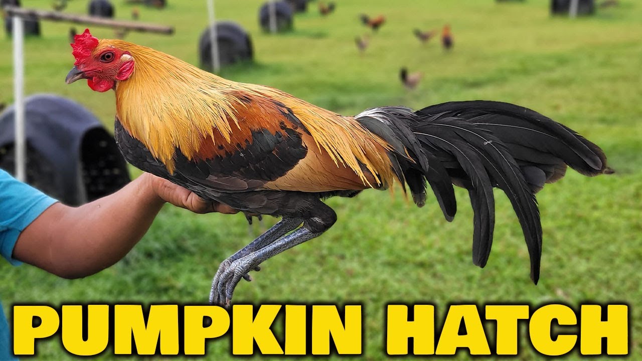 Beautiful Birds PUMPKIN HATCH Dini Cuenca Farm Philippines