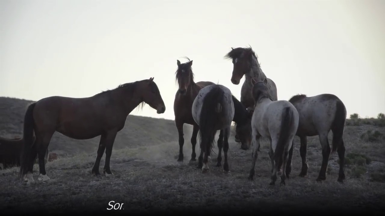 Wild Mustang Horse Birth In Utah Desert *GRAPHIC* Slide Show