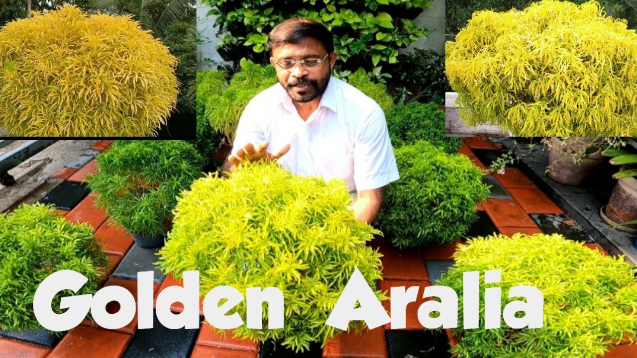 Golden Aralia plant💐ആരേലിയ ചെടി  പരിചരണം 💐Ball/Golden aralia💐 Pruning