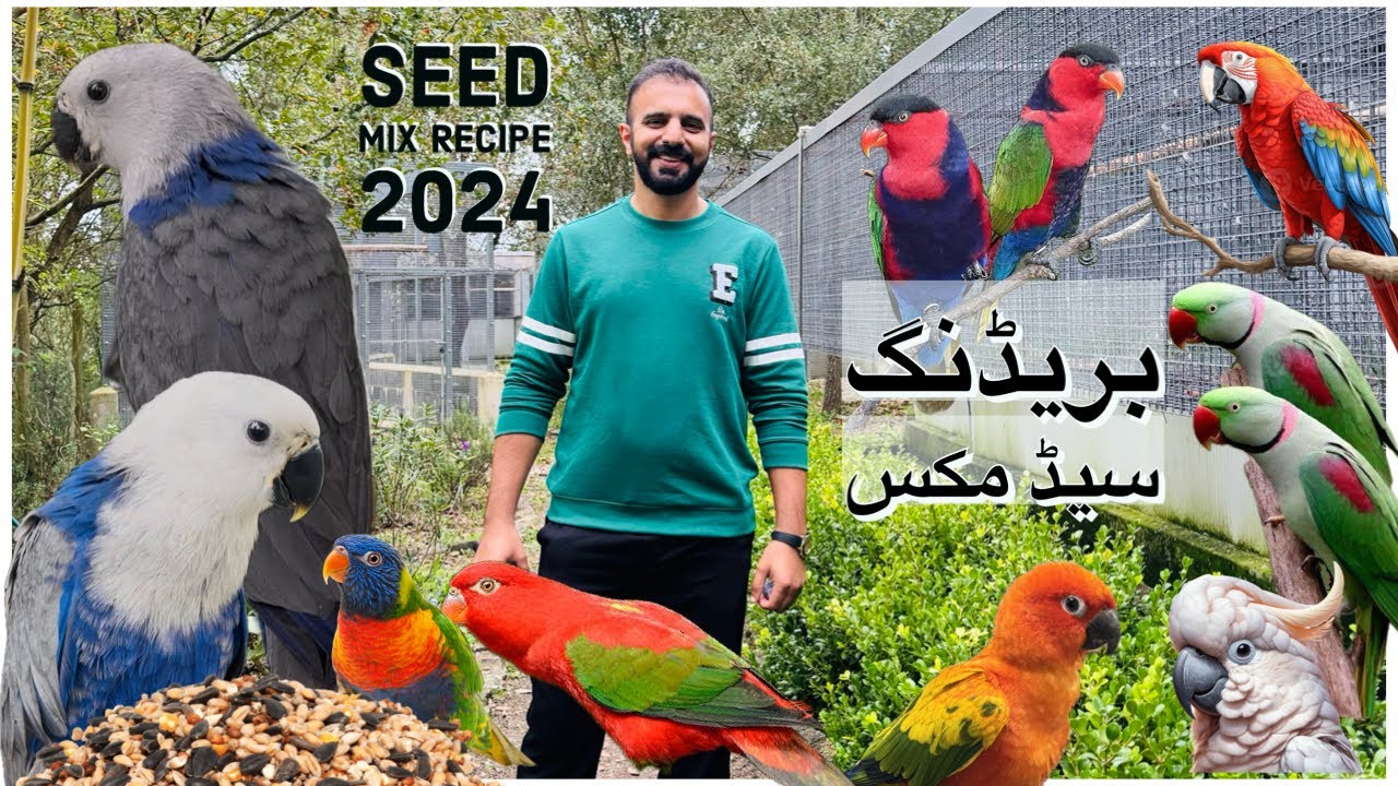 Seed Mix for breeding parrots #parrotbreeding #parrots #parrotcare #macaw #conure #alexandrineparrot