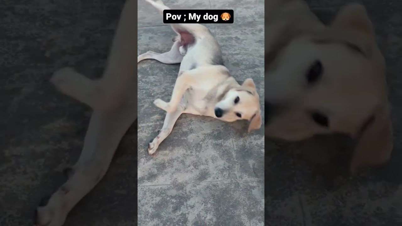 #I'm a good dog #I'm a indie #I'm adopted #indie dogs #dog #dogshorts #adorable  #ShashiMourya