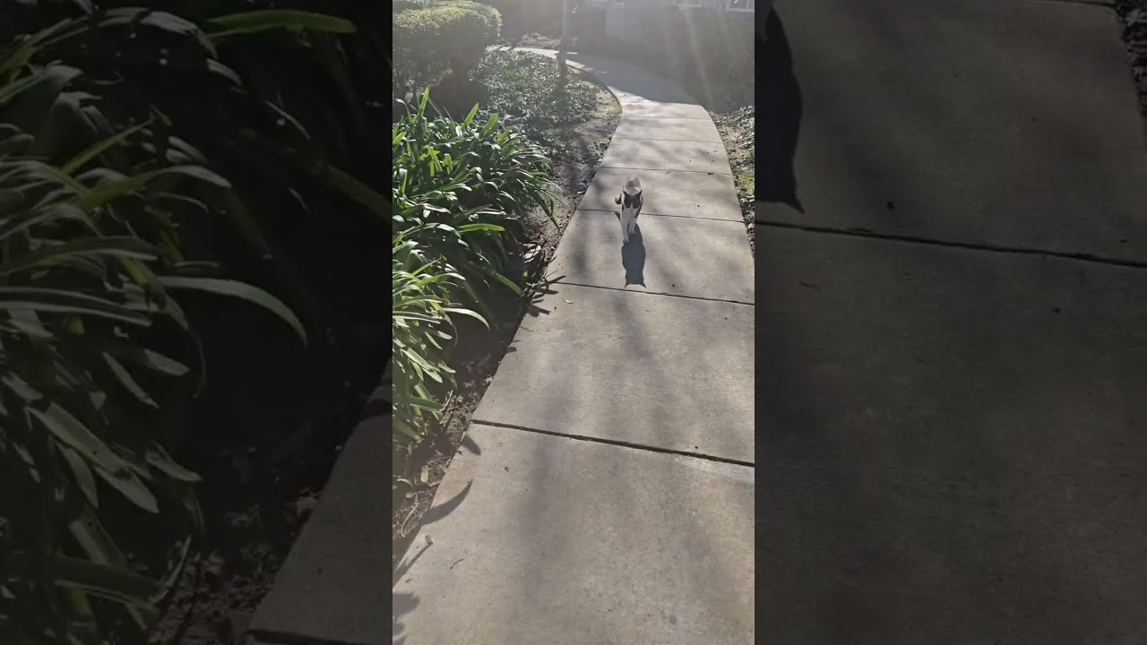 Bonus 1/11/26 cat walk to the pool 😺🚶‍♀️🎼
