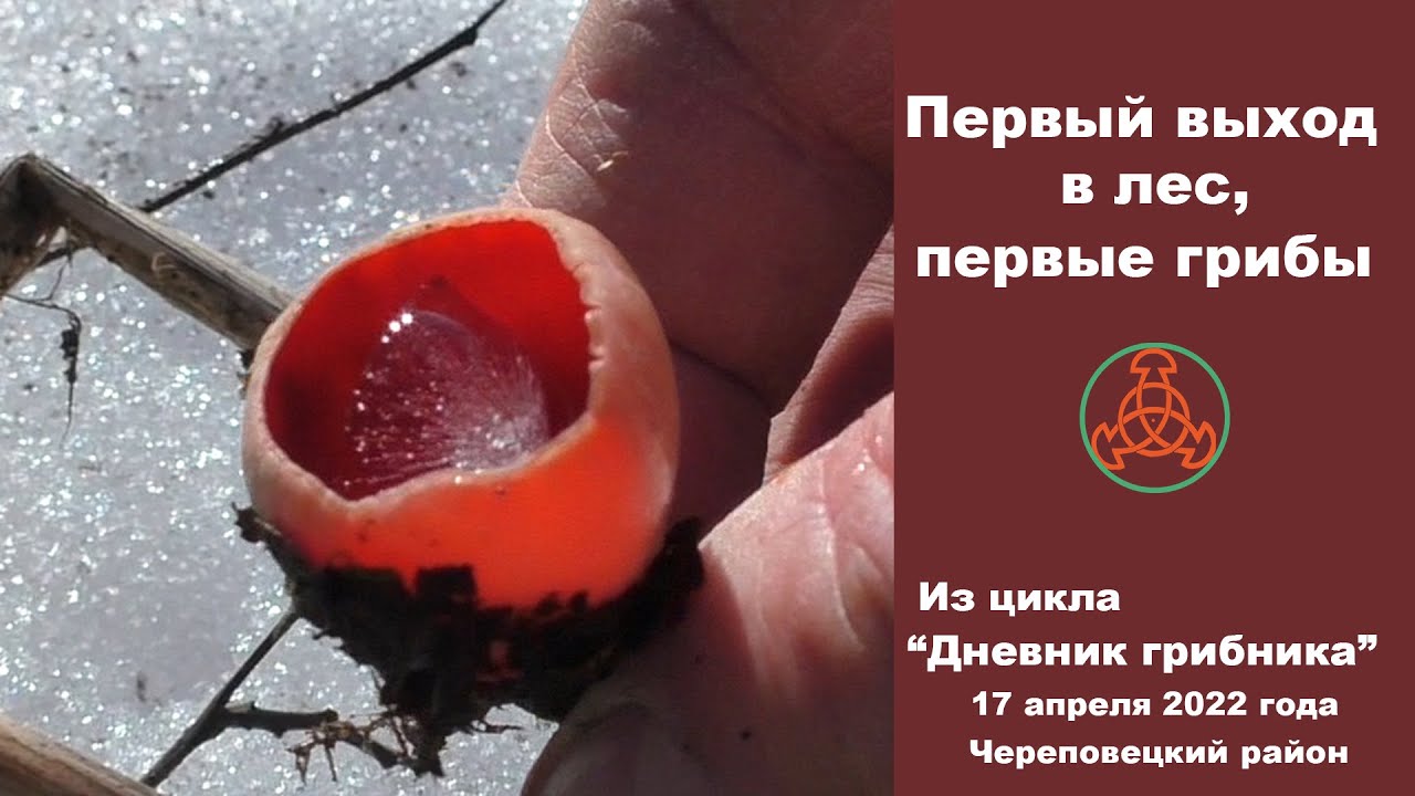 Первый выход в лес, первые грибы. 