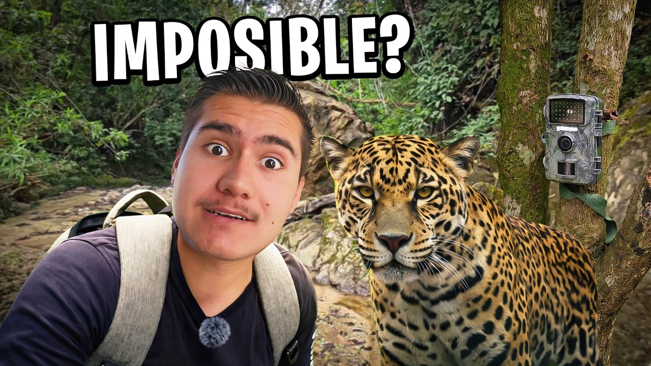 ¿Un jaguar en mi Rancho? Lo que grabé es (CASI) IMPOSIBLE