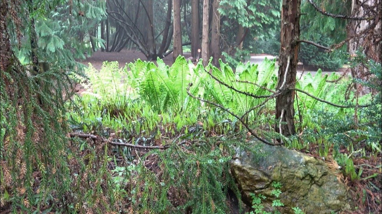 3 Magnificent Fern Gardens in the Netherlands & Belgium