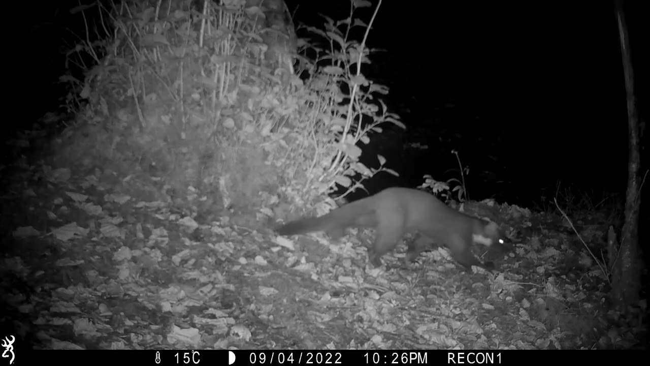 The Secret Life of Pine Martens Caught on Camera 🐾 | Isle of Skye, Scotland