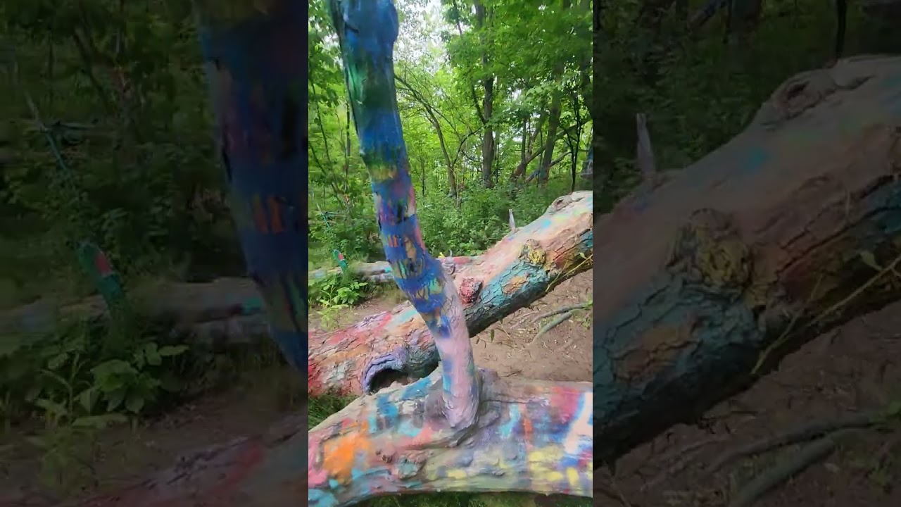 Traverse City, Hippie Tree (June 6, 2024)