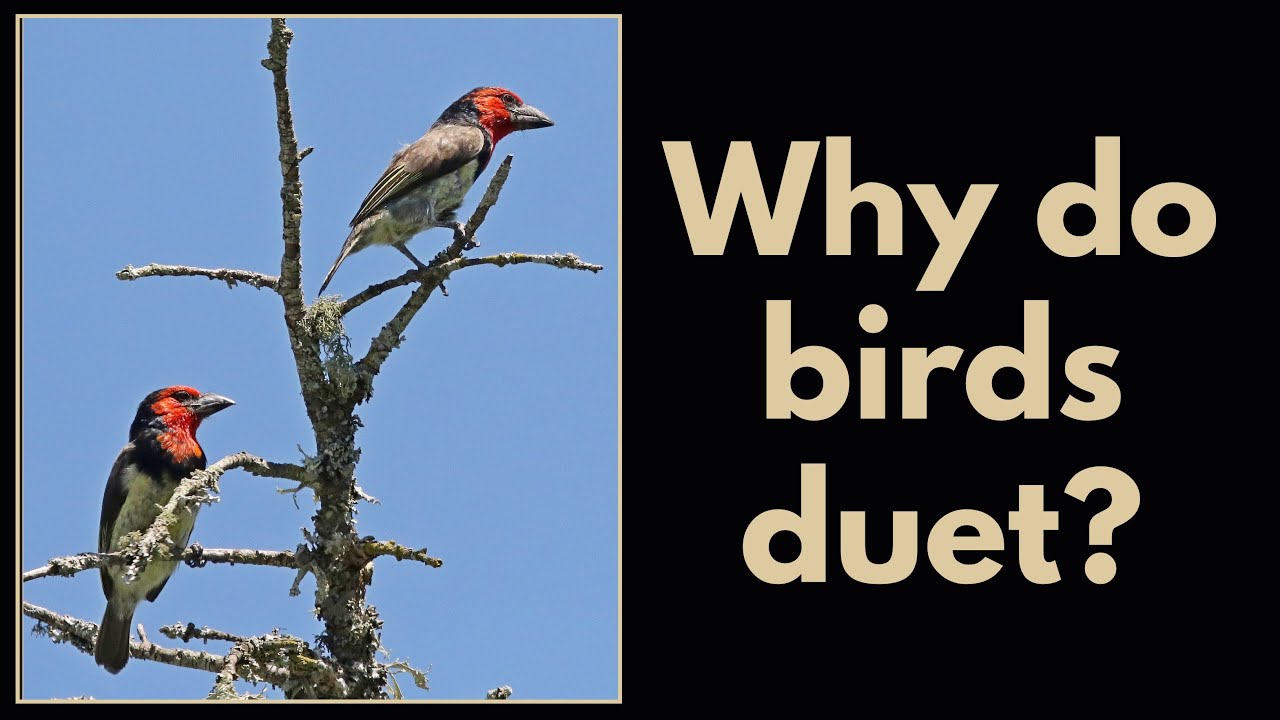 WHY DO BIRDS DUET?