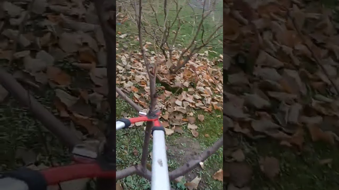 Vinogradarska breskva (praska), rezidba / Peach Trees Pruning