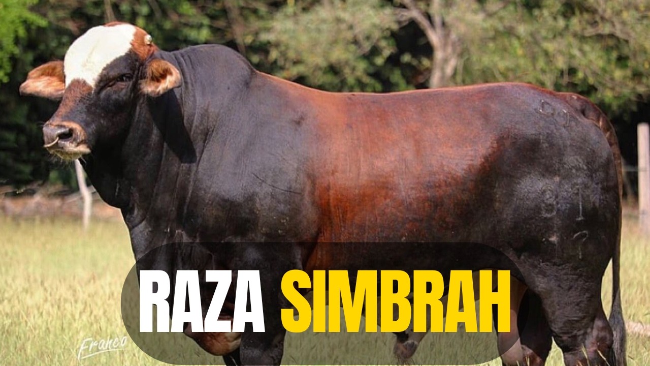 Raza de ganado  SIMBRA: El Cruce Perfecto para engordar en zonas calientes 🏆
