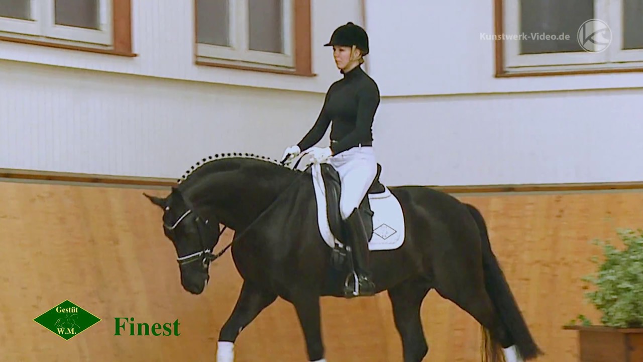 Finest - Gestüt W.M. 2018