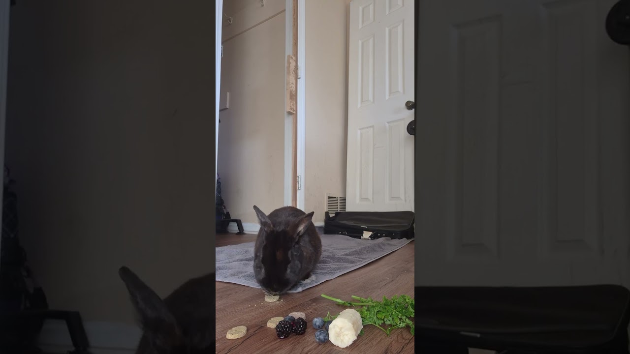 Demon Master receives vitamins, herbs, and small fruit, this morning. 