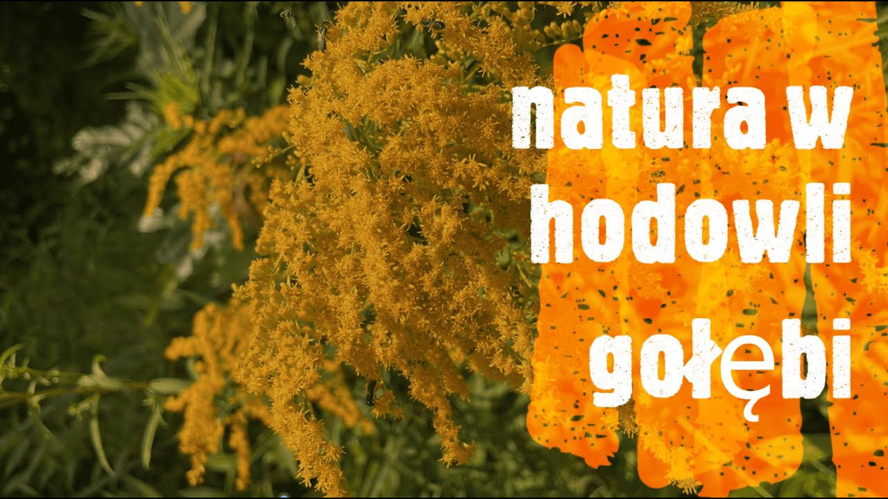 Natura w hodowli gołębi pocztowych💪! Jak ja stosować? Jak trenować? Jak dobierać pary? Zapowiedz !!!