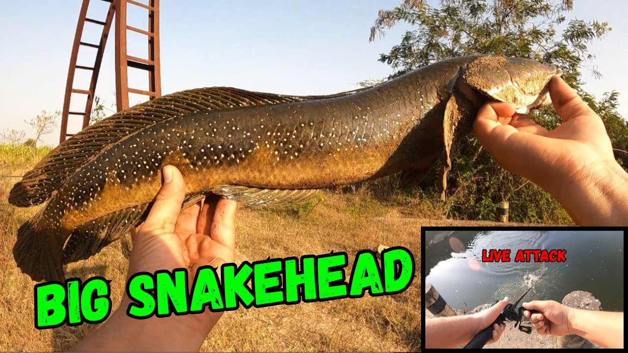 Big Snakehead Fish | Live Attack | Only Snakehead Fishing