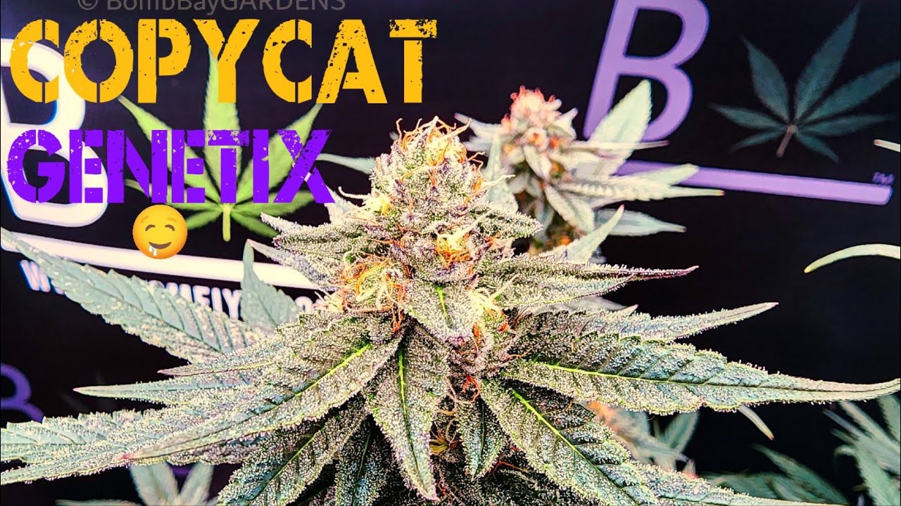 CopyCat Genetics | Snow Bunny $1250 Seeds? | Beleaf Permanent Chimera #33 |