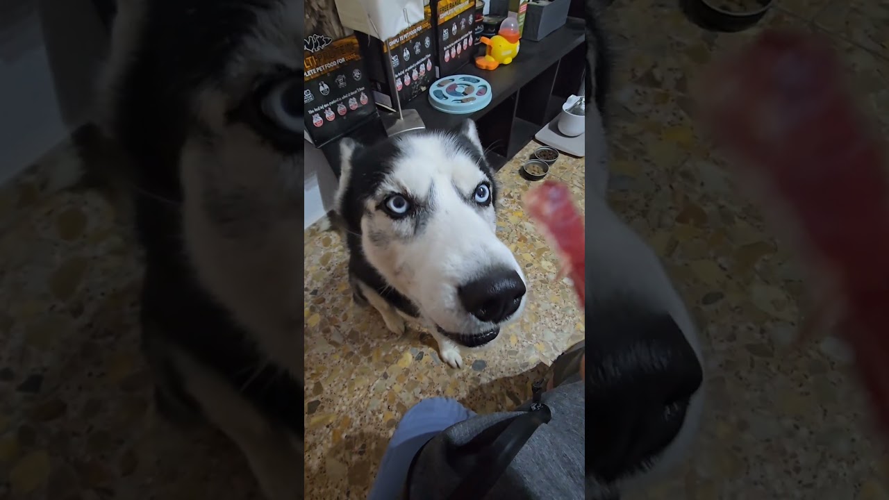 HACK: AS&Iacute; HACE MAX EL PERRO🐺 QUE HABLA 🎤#shorts