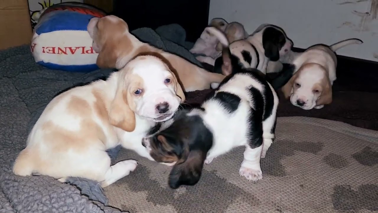 3 Weeks Old