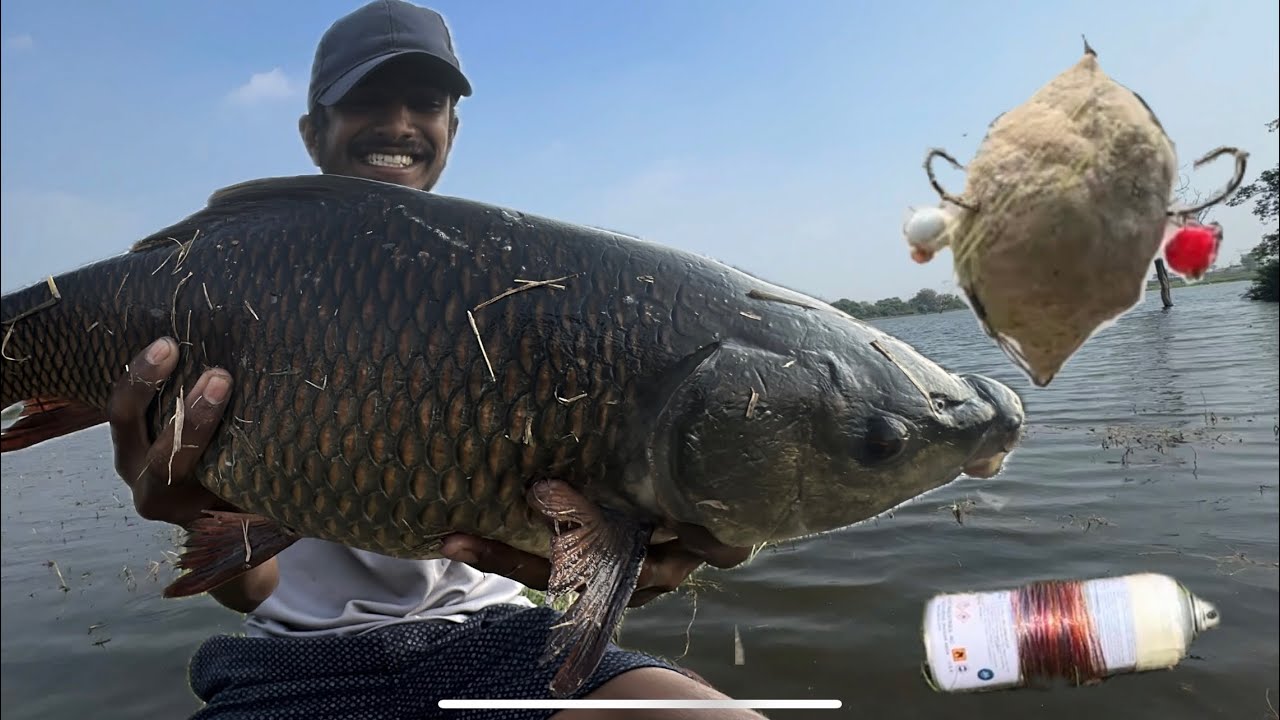 😱Big size rohu fishing 🎣 with feeder | Best bait for Rohu fishing 🎣 