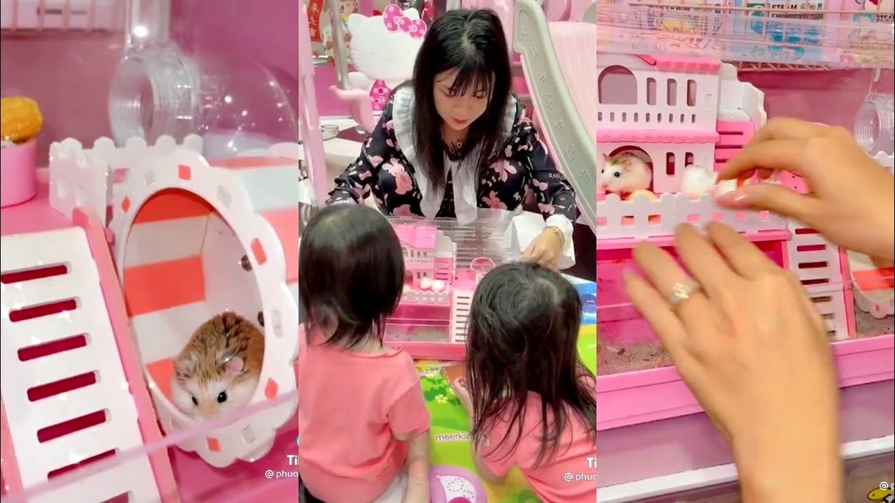 Nuôi Chuột Hamster Có Sướng Vui Hong Nhỉ | Phương Min