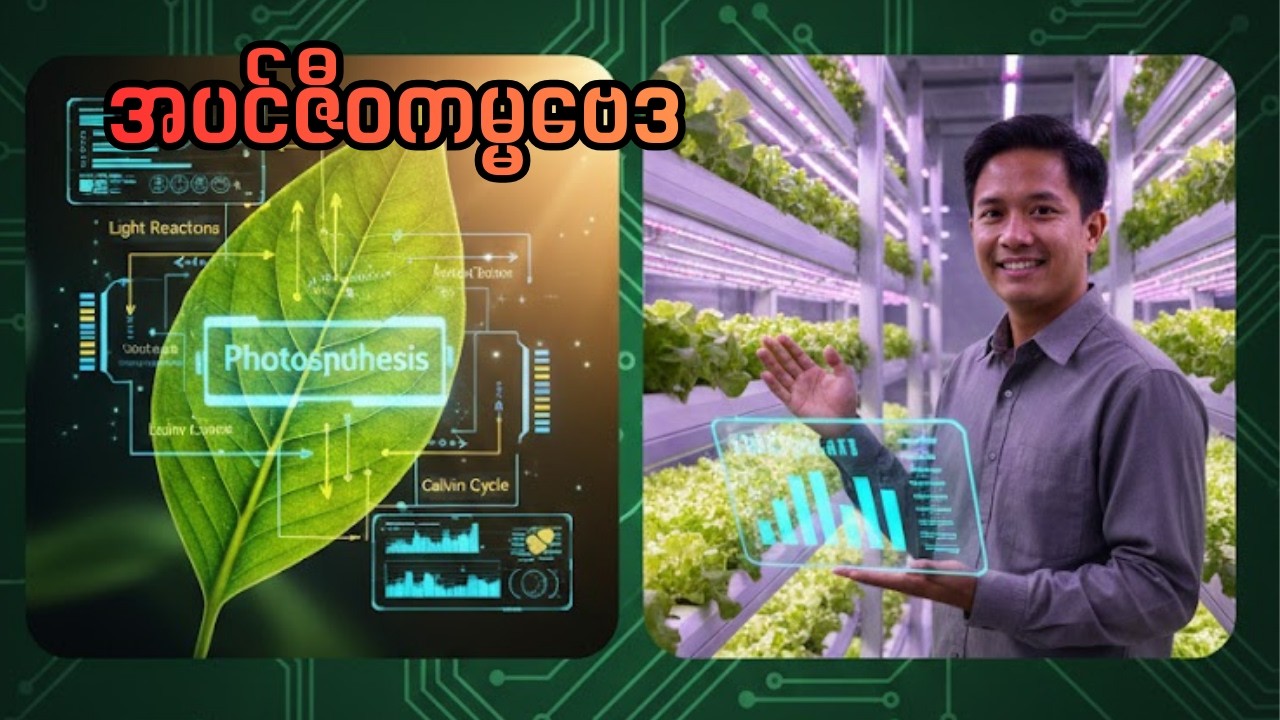 အပင်ဇီဝကမ္မဗေဒကို နားလည်ပြီး သီးနှံအထွက်နှုန်းကို (၂) ဆ တိုးအောင် ဘယ်လိုလုပ်မလဲ?