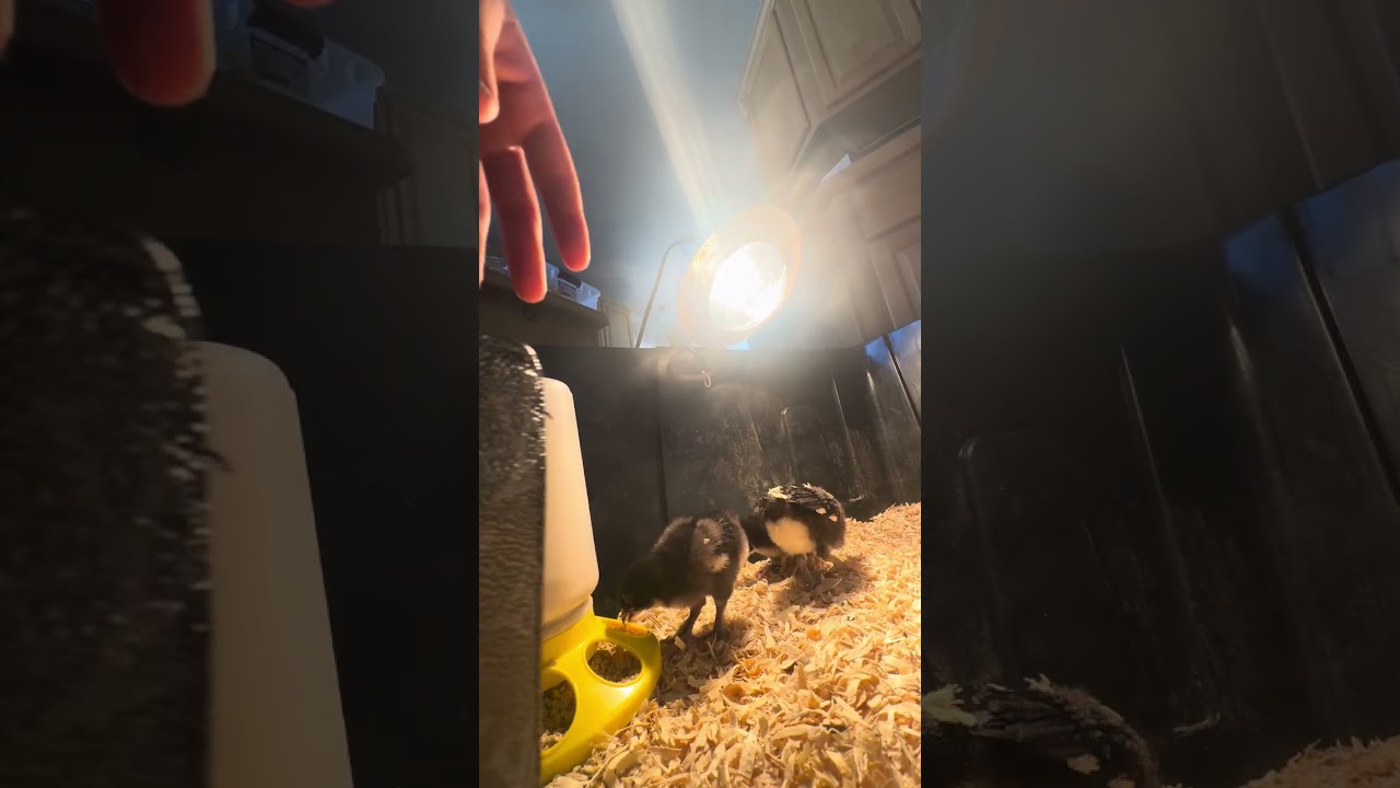 I got new chicken ￼