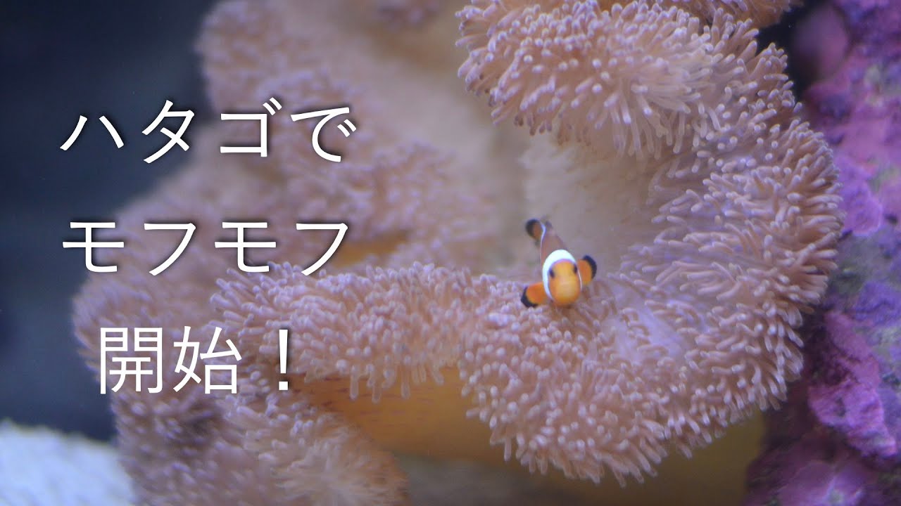 クマノミとハタゴイソギンチャク共生開始！No.027
