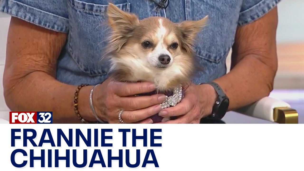 Suburban postman bonds with Frannie the Chihuahua