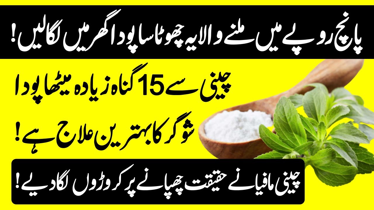 Stevia Plant Health Benefits For Diabetes Patients - How To Grow Stevia Plant Urdu Hindi || Urdu Lab