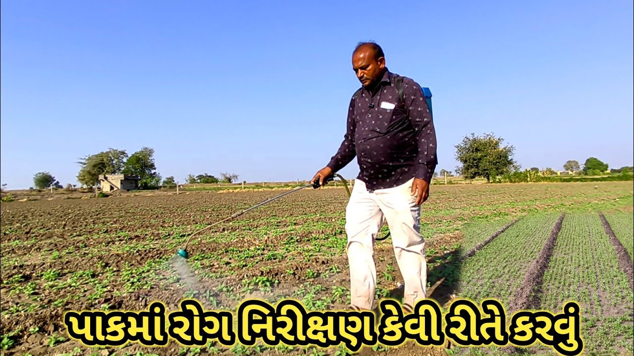 કાળા તલમાં દવાનો બીજો રાઉન્ડ | ઉગ્યા પછી ખાસ માવજત | Jitesh Sakhreliya Vlogs 